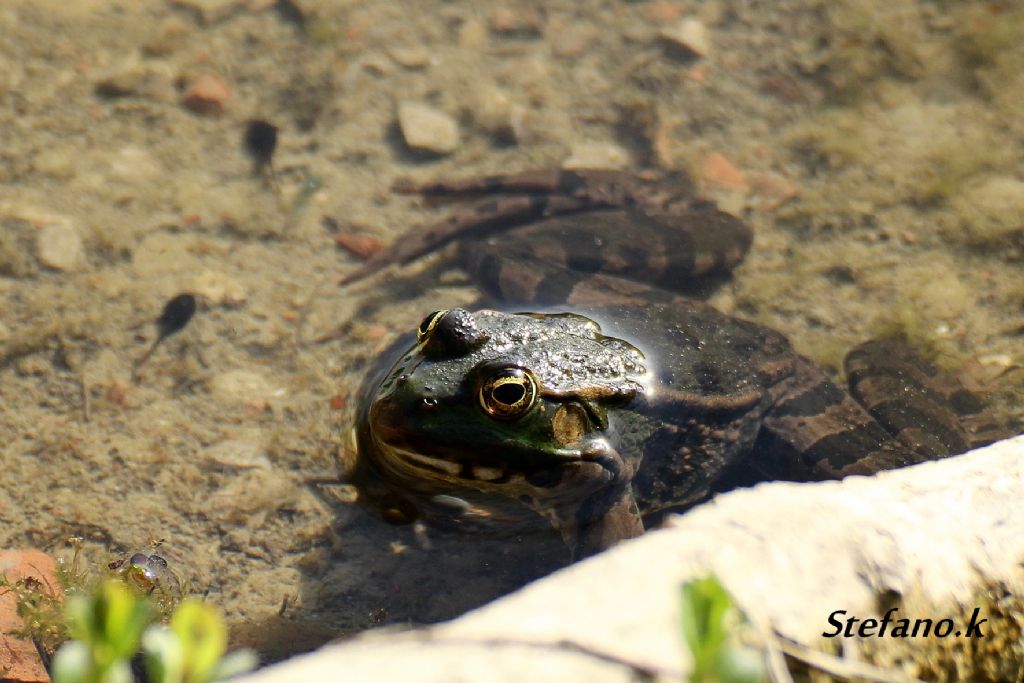 Da Identificare! Pelophylax ridibundus? (prov. Trieste)